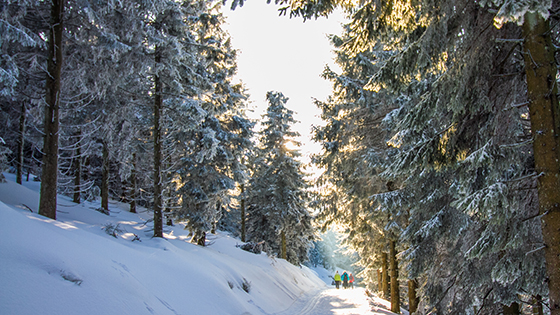 Bild zum Reiseangebot (4)