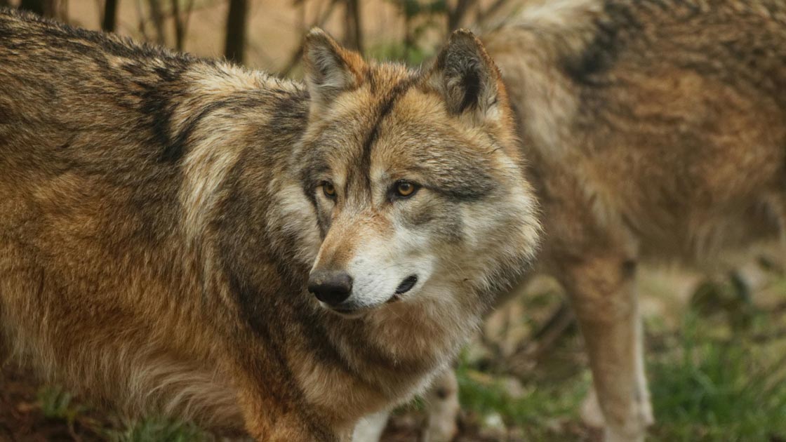 Vorschaubild: Wölfe: Rückkehr sorgt für Konflikte