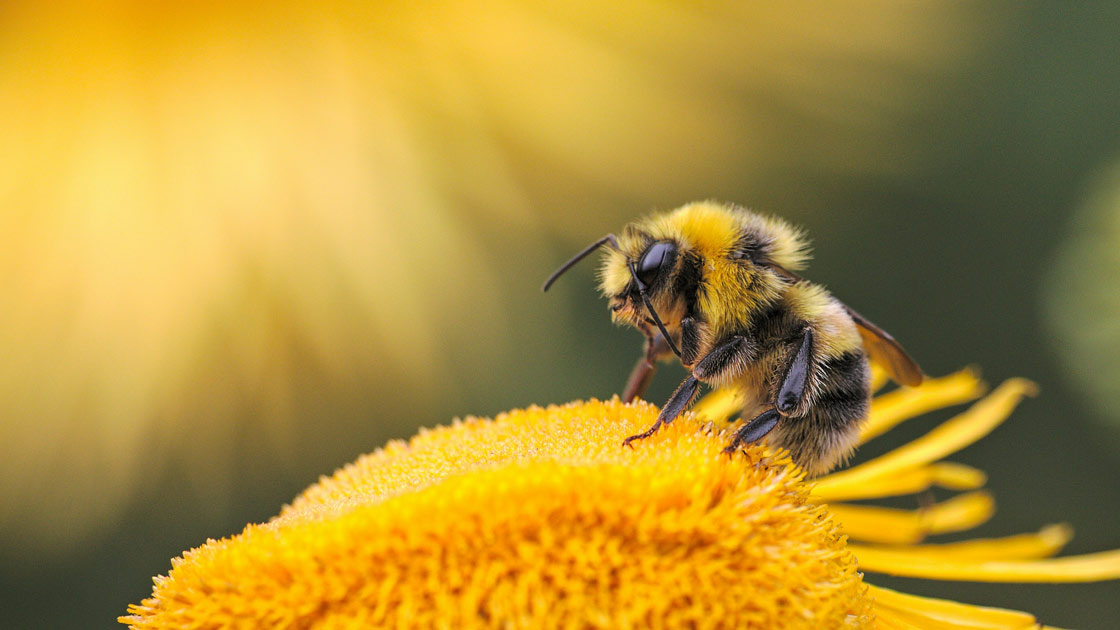 Vorschaubild: Blühende Blumen für Bienen