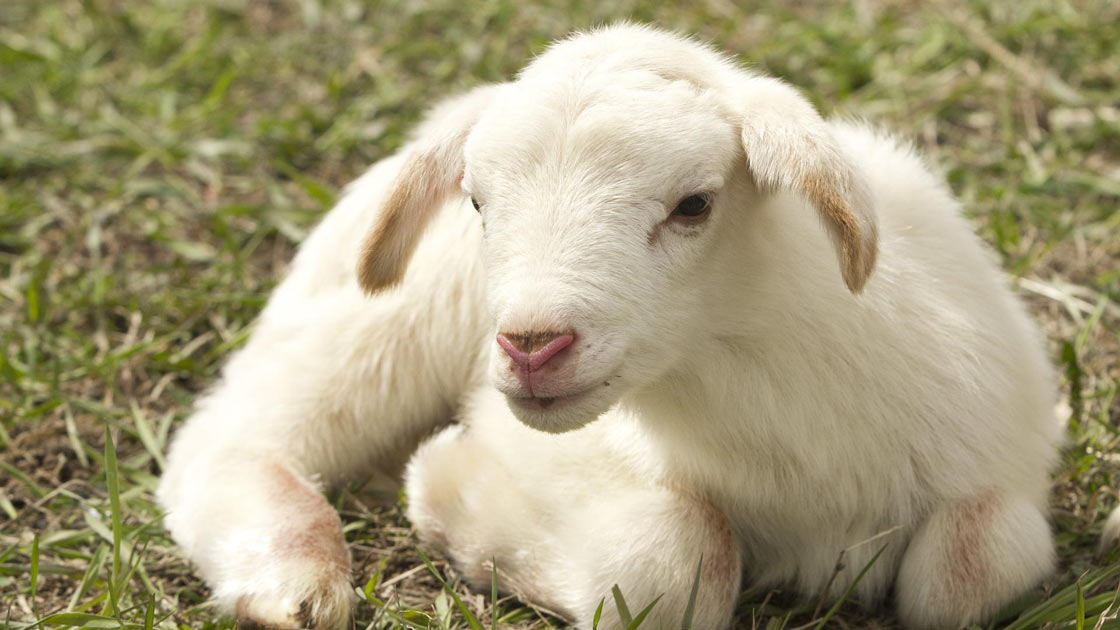 Vorschaubild: „Du bist das EINE Schaf!“