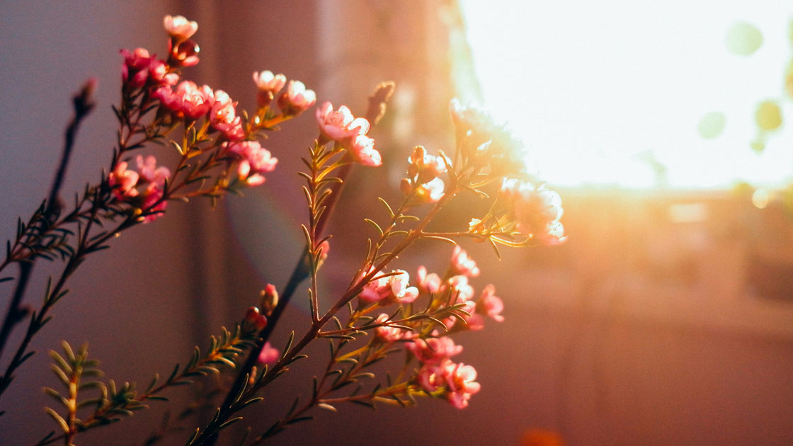 Vorschaubild: Mut aufzublühen