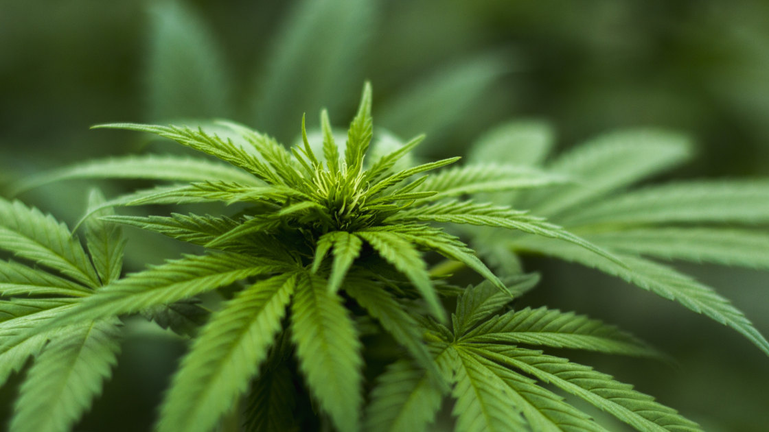 Cannabis – eine harmlose Droge?