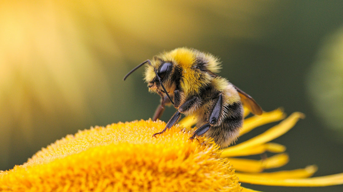 Vorschaubild: Bienen brauchen Blumen