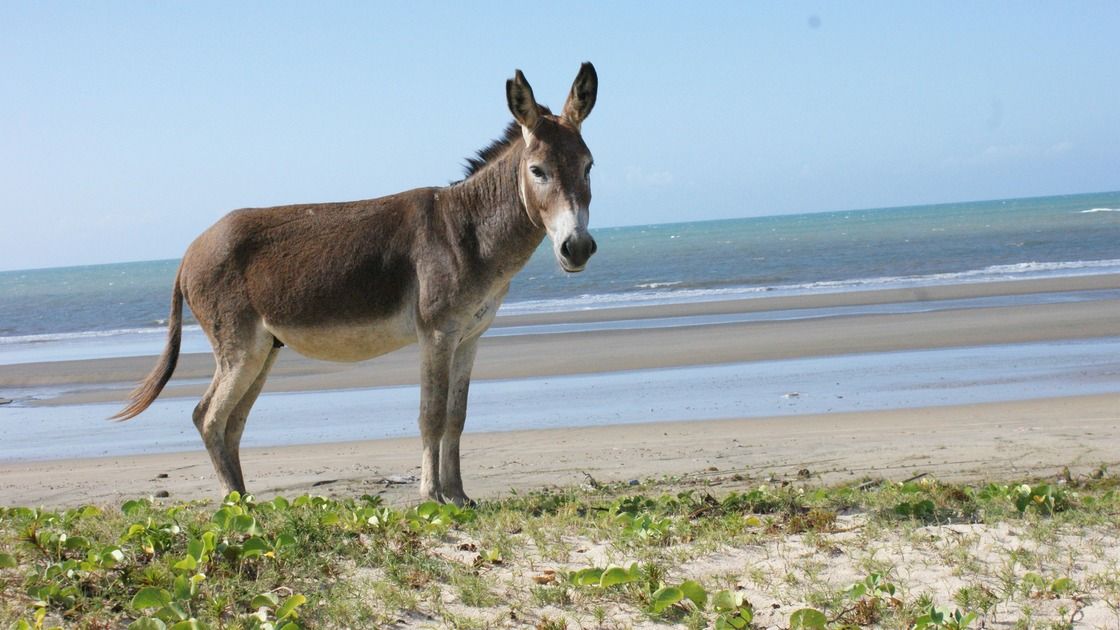 Vorschaubild: Ein Esel hat den Durchblick