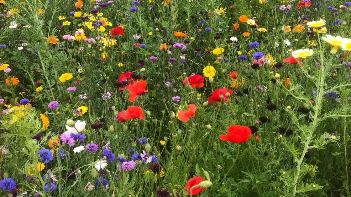 Vorschaubild: Neu (Der Schöpfer) (7/7)