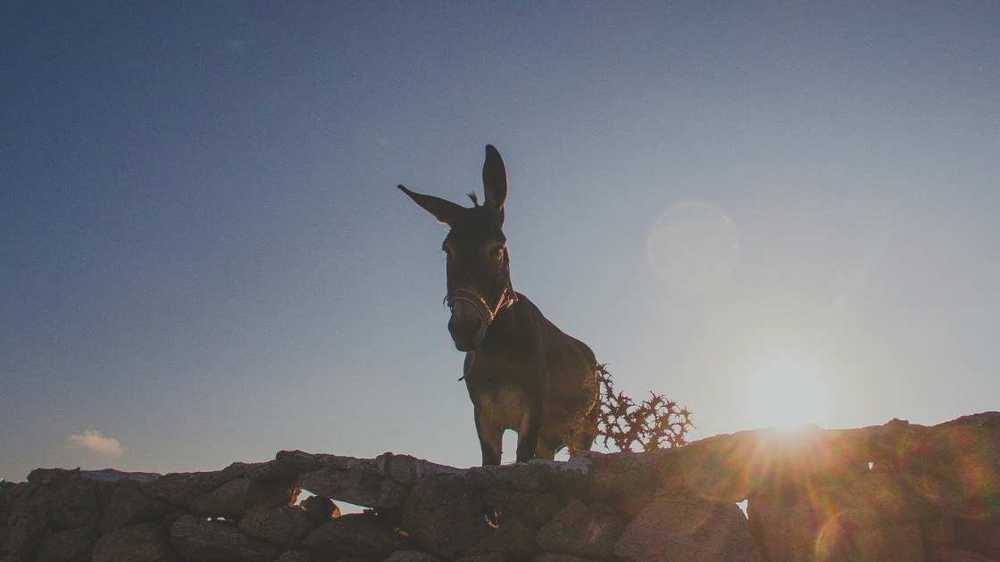 Vorschaubild: Der König auf dem Esel