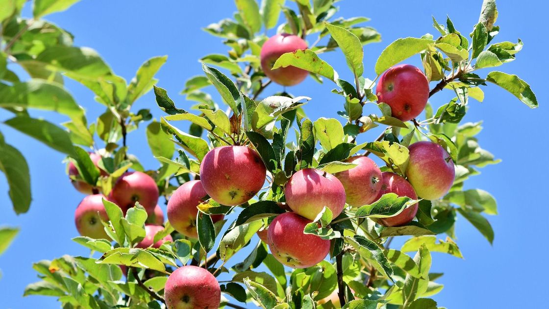 Vorschaubild: Zwischen Dürre und Billigimporten: Deutsche Obstbauern schreiben Brandbrief