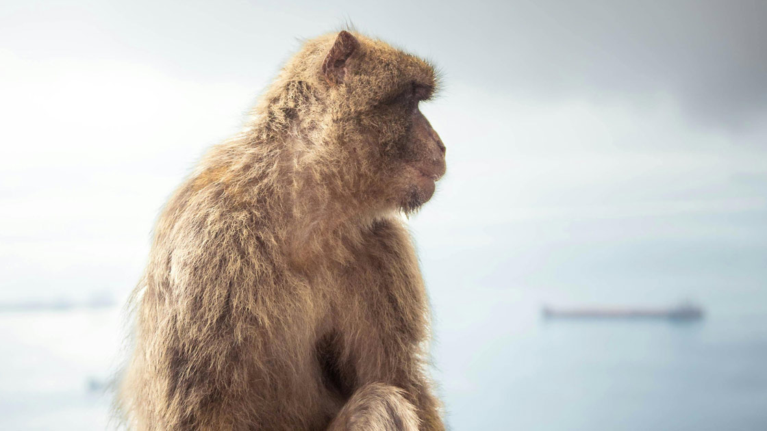Vorschaubild: Schöpfung oder Evolution? (1/2)