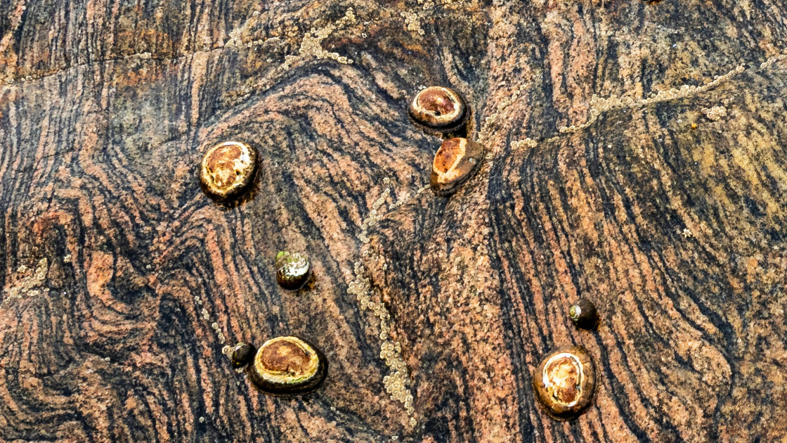 Vorschaubild: Die Napfschnecken und das weite Meer (4/5)