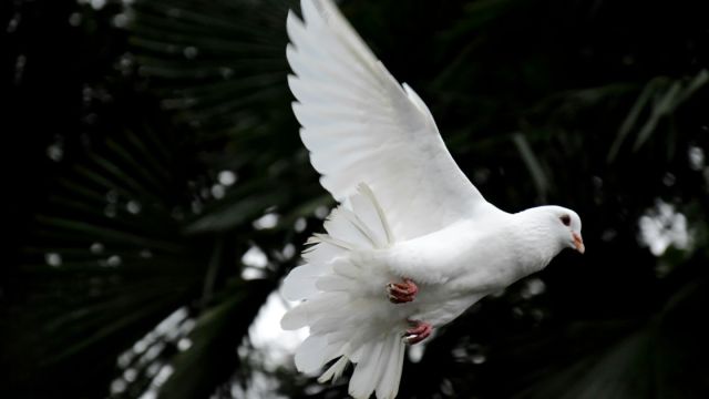 Vorschaubild der Sendung