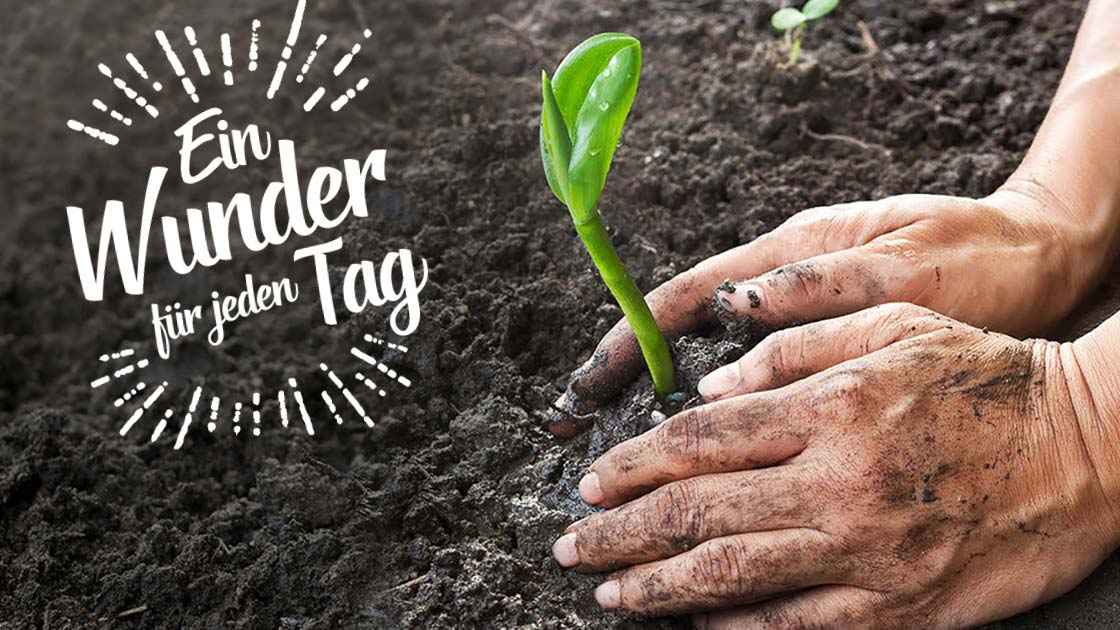 Bild Ein Wunder für jeden Tag